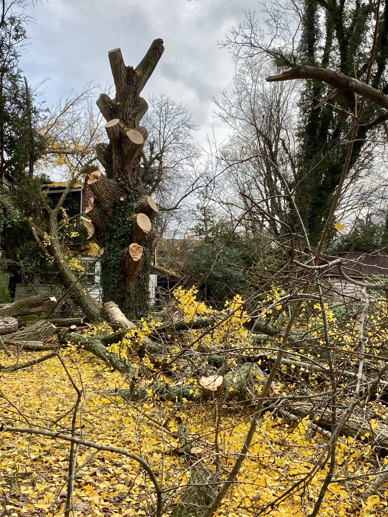 photo_news_gingko down